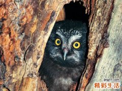 梦见自己和别人一起四处逃奔躲藏