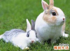 梦见带兔子来到身边玩耍嬉戏