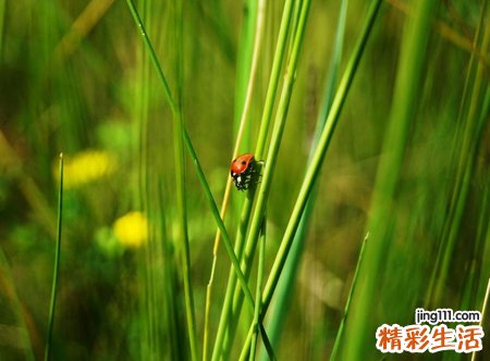 梦见把蚂蝗一根一根从大腿里拔出来