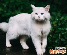 意境优美的微信网名