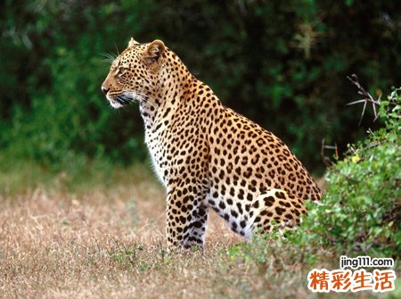 梦见豹子很温顺亲近我一点也不凶恶