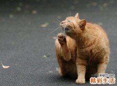 梦见猫给自己痒痒挠，女人梦见猫是不吉之兆吗