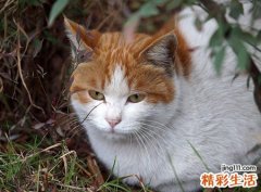 梦见杀猫泄愤然后吃猫肉