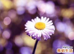 三个字网名古风版，伤感有诗意的3字抖音名字