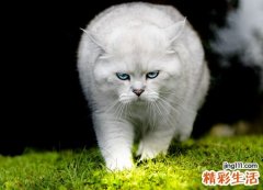 梦见白猫在院子里喵喵叫，女人梦见猫是什么预兆