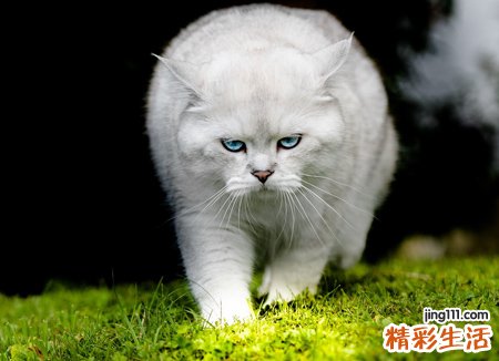 梦见白猫在院子里喵喵叫，女人梦见猫是什么预兆