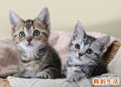梦见好多猫在聚义厅开会，女人梦见自己养了一群猫