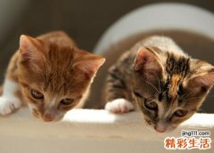 梦见很多猫懒散的晒太阳，女人梦见一群猫来家中