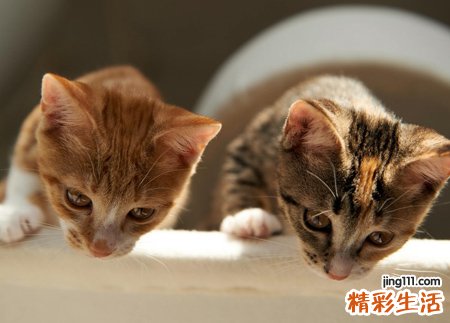 梦见很多猫懒散的晒太阳，女人梦见一群猫来家中