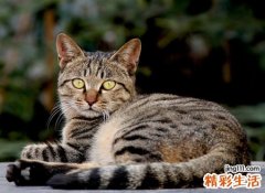 梦见被猫挠好痒痒，女人梦见被猫抓伤出血