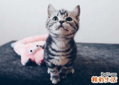 梦见被猫咬很痛苦的样子，做梦梦到被猫咬住不放