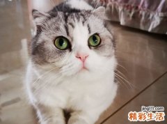 梦见被猫追到无处可逃，做梦梦到猫缠着自己甩不掉