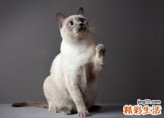 梦见猫追我还想攻击我