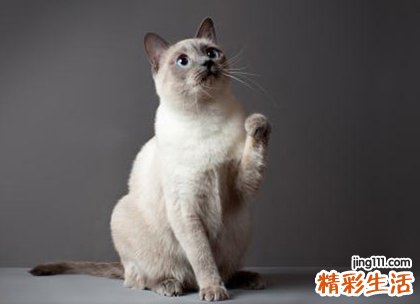 梦见猫追我还想攻击我