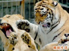 梦见老虎狮子横行动物界
