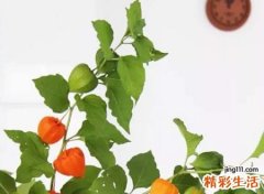 森系幽韵带柠檬的微信昵称，绝美小清新的唯美柠檬网名