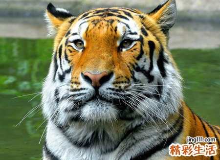 梦见老虎猛扑别人猛咬咬人