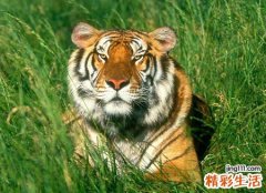 梦见老虎扑过来咬我但我逃脱了