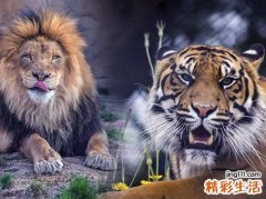 梦见狮子老虎在大街上闲逛