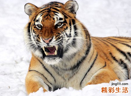 梦见小老虎自封为王是什么意思