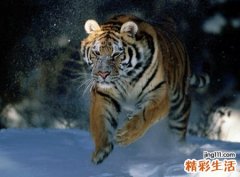 梦见自己用棍子在景阳冈打老虎