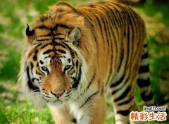 梦见射杀老虎被警察抓去坐牢