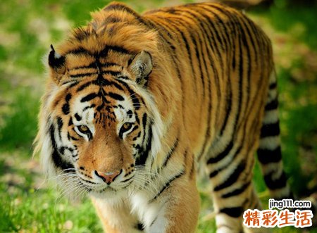 梦见射杀老虎被警察抓去坐牢
