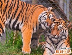 梦见被老虎追到悬崖边但最后成功逃脱