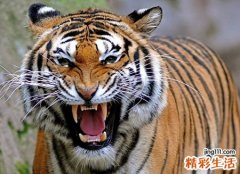 梦见老虎追我自己躲老虎很害怕
