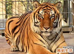 孕妇梦见老虎捕食正在爬树的老母猪