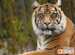 梦见老虎样子很凶很吓人但听我的话