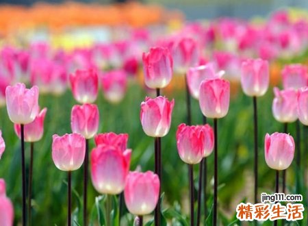 2字id干净简约，好听的网名ins仙气十足