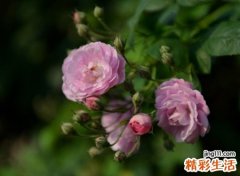 古风清雅的唯美qq名字，伤感网名不见去年人泪湿春衫袖