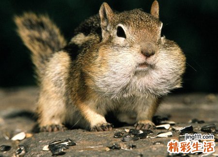 梦见一只死老鼠挂在街头示众
