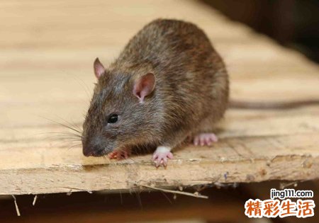 梦见被老鼠咬裤子咬了好多窟窿