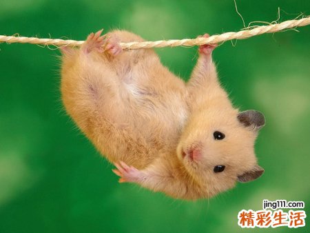 梦见家里来了一只小白鼠啃食残渣剩饭