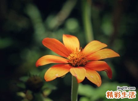 乐观开朗好听的昵称，励志网名你是我心中最美的太阳
