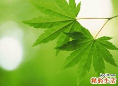 森系小清新独一无二的伤感名字，简单气质的微信网名