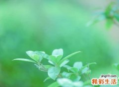 清新脱俗的森系干净网名，简约大气的古风朴素昵称