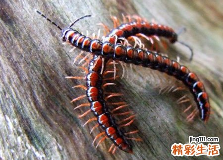 梦见一只特别大的蜈蚣在被子上爬行