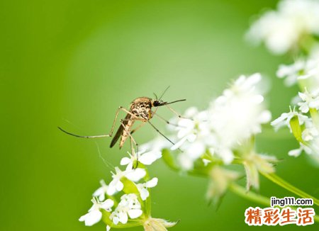 梦见密密麻麻的蚊子到处乱飞叮人