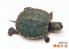 梦见乌龟在家里从鱼缸里爬出来
