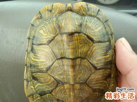 梦见乌龟饿了咬人咬伤了手指