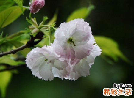 温柔干净非常好听的网名，稳重成熟的心动微信昵称