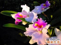 全网搜索好听的网名精选，最红微信昵称独特又迷人