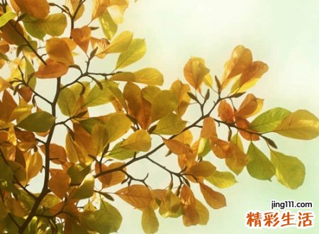 悲伤孤独沧桑的个性昵称，一个人孤独终老的网名