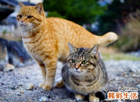 梦到猫是什么意思，男人梦见猫是好事吗