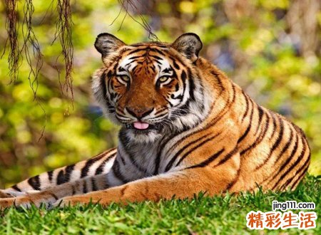 梦到老虎是什么意思，女人梦见老虎旺十年