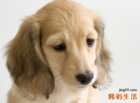 梦见狗是什么意思，女人梦见狗和自己亲近