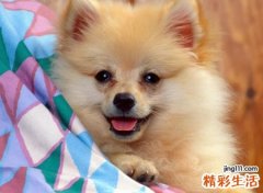 梦见狗咬我是什么意思，女人梦见狗扑上来咬
